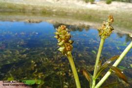   Infructescence:   Potamogeton ochreus ; Photo by South Australian Seed Conservation Centre, used with permission
